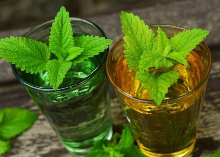 meduňková limonáda