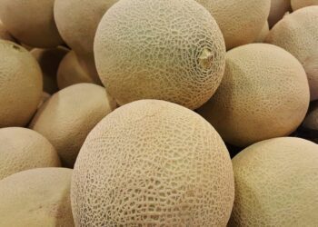 meloun cantaloupe