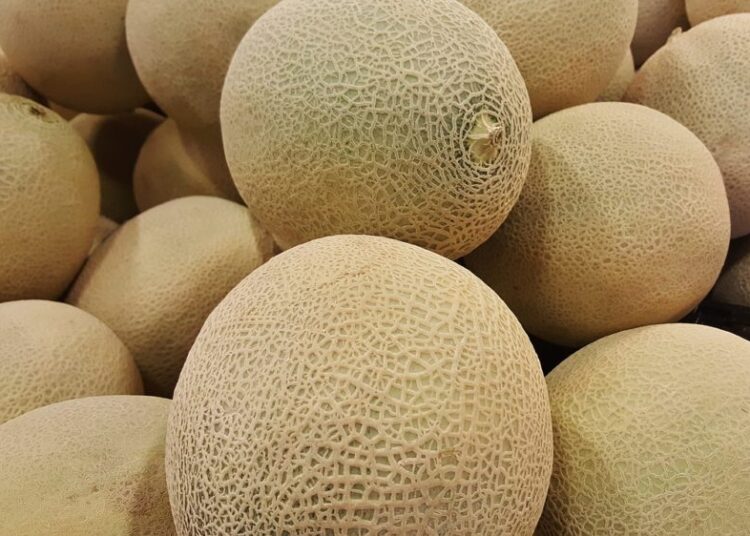 meloun cantaloupe