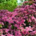 rododendron