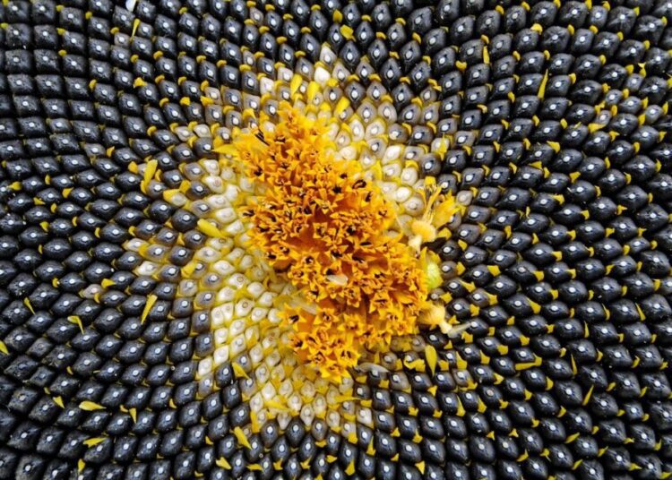 semínka sluneřnice