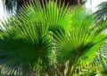 palma washingtonia