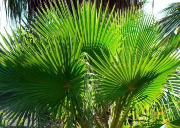 palma washingtonia