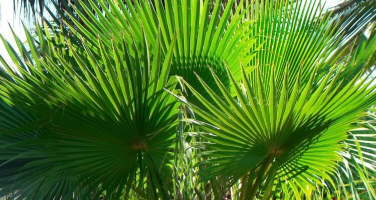 palma washingtonia
