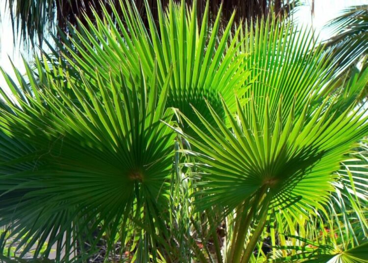 palma washingtonia