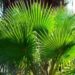 palma washingtonia