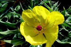 Benedikt lékařský