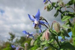 Brutnák lékařský