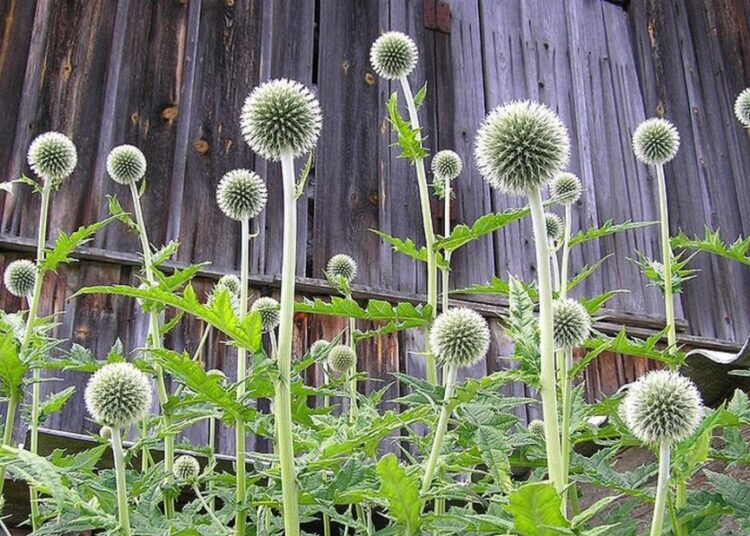 bělotrn kulatohlavý