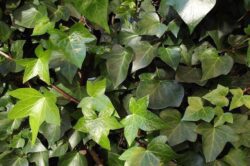 Břečťan popínavý