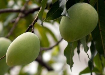 mango tree 164973 1280