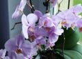 orchidej