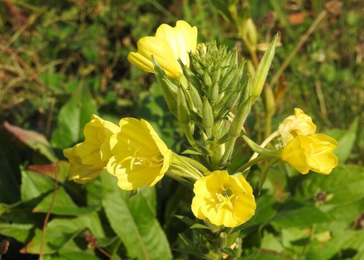 pupalka dvouletá květ