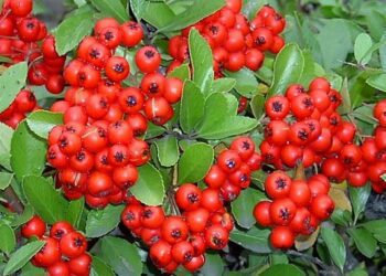 Brosen pyracantha coccinea1
