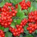 Brosen pyracantha coccinea1