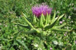 Ostropestřec mariánský