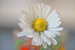 Sedmikráska obecná