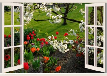 květiny - výhled z okna