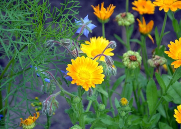 měsíček lékařský