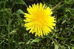 Pampeliška lékařská