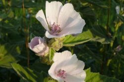 Proskurník lékařský