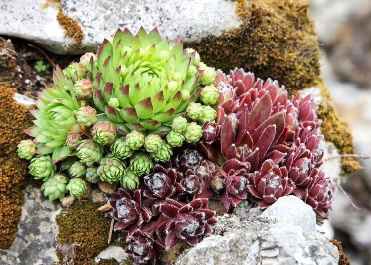 půdopokryvná rostlina