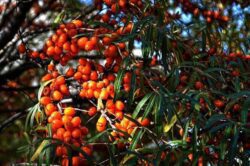 Rakytník řešetlákový