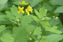 Vlaštovičník větší