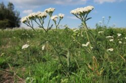 Řebříček obecný