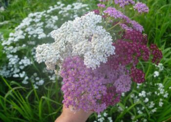 řebříček obecný