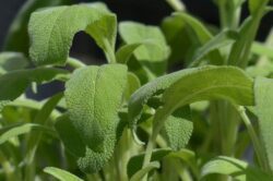 Šalvěj lékařská