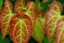 Škornice velkokvětá