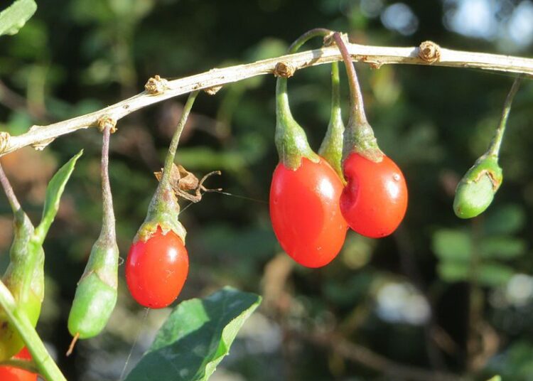 kustovnice čínská