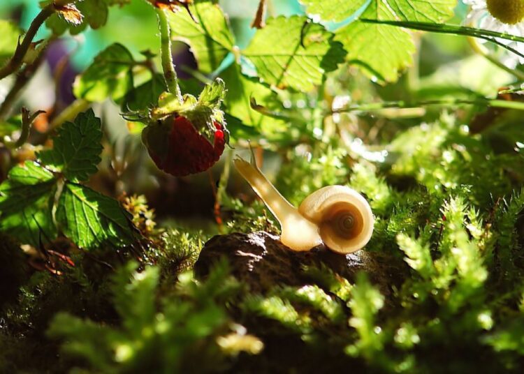 hlemížď zahradní t