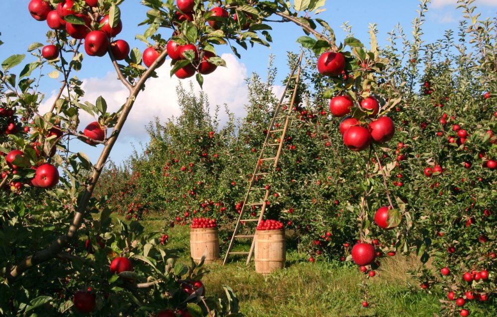 Jaké odrůdy jabloně na zahradu?