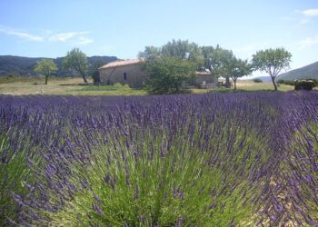 Provence levandule