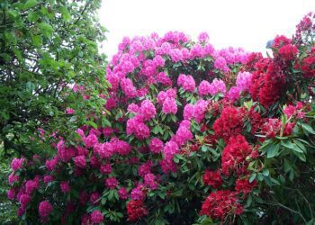 rhododendron
