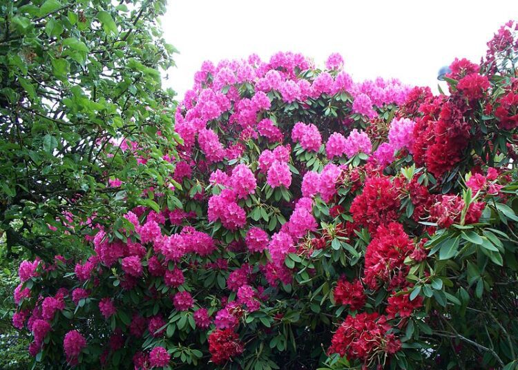 rhododendron