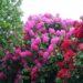 rhododendron