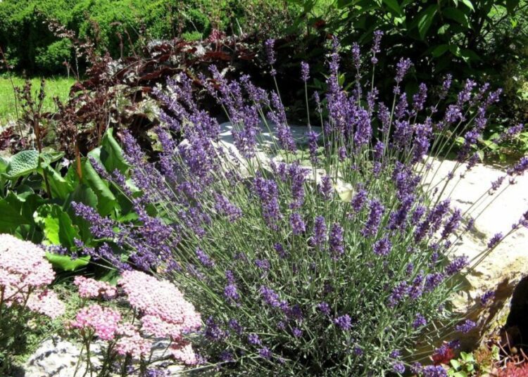 levandule
