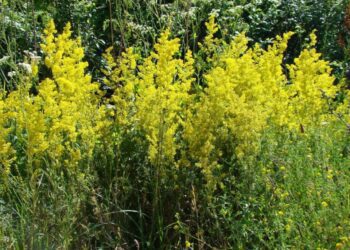 svizel siřišťový