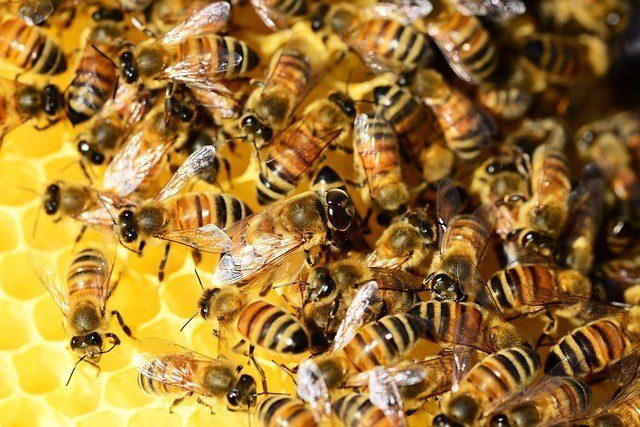 Co dávají včely?