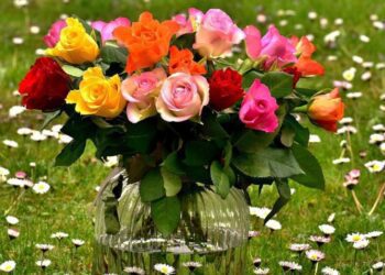 barevné růže