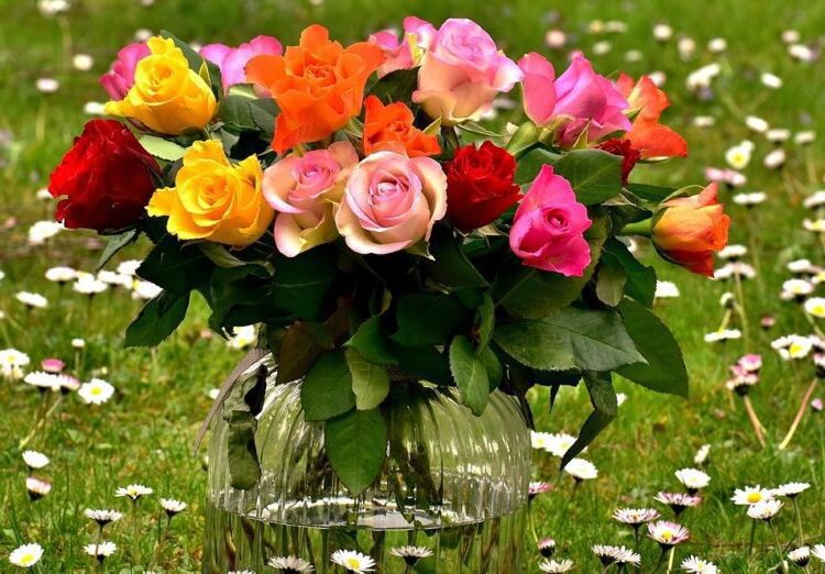 barevné růže