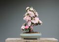 bonsai azalka