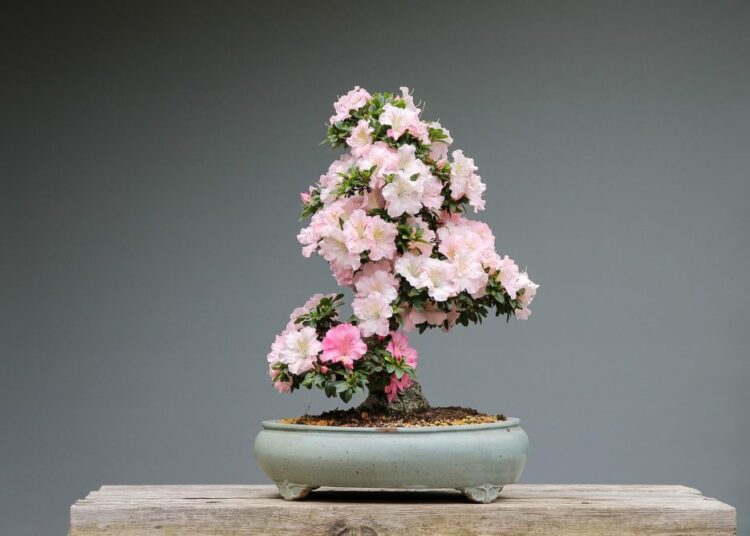 bonsai azalka