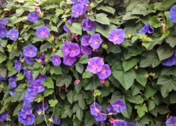 jednoletá popínavka