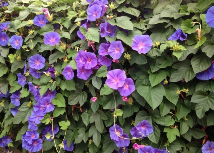 jednoletá popínavka