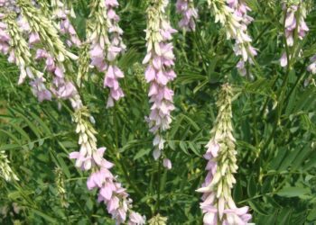 jestřabina lékařská