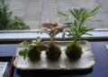 kokedama